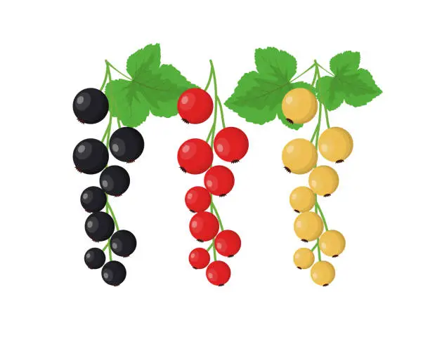 Vector illustration of Currant varieties set vector illustration isolated on white background