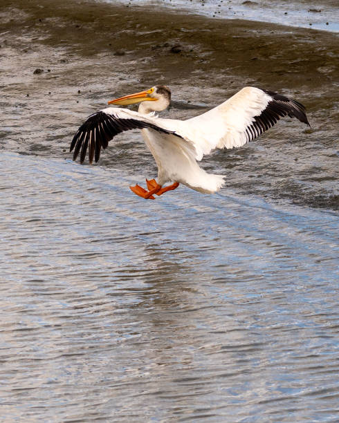 istock American White Pelican 1678815159