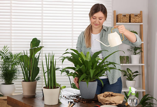 Woman watering houseplants after transplanting at wooden table indoors