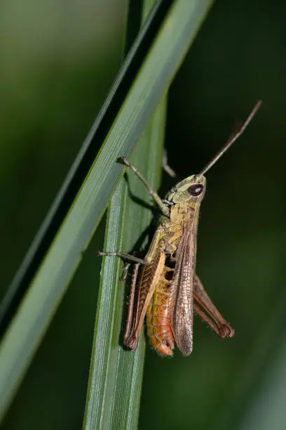 Close-up of a small male grasshopper (Chorthippus dorsatus) hanging on a long green blade of grass, portrait format.