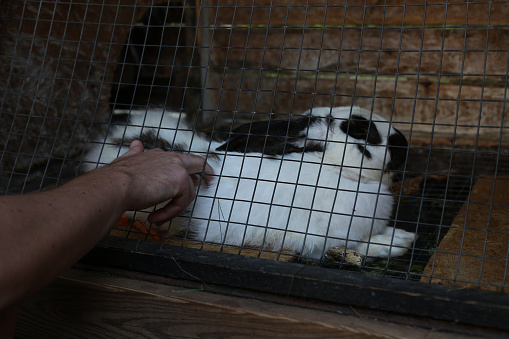 Mans hand tries to stroke a hare locked in a cage through bars in a zoo, protection and pity for animals in captivity