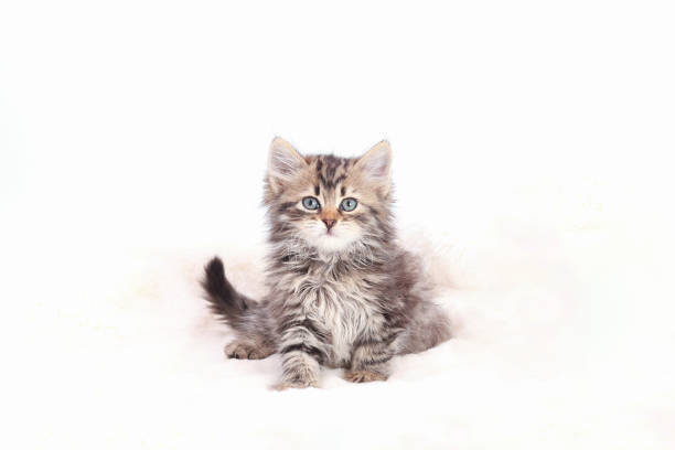 Tiny Kitten on a white background. Pets. Cute Cat looking at the camera. Beautiful Kitten. Cat close-up. Pet. Without people. Copy space. Animal background. Baby Maine Coon
