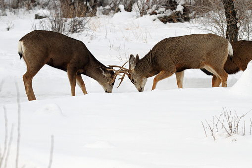 A pair of mule deer bucks fighting for dominance.