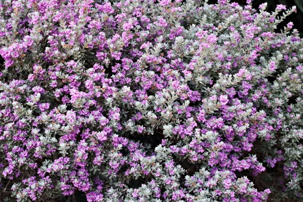 istock Purple desires 1678924295