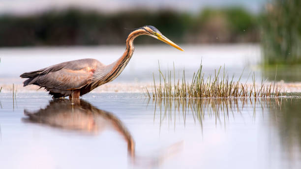 istock Purple Heron in the lake 1678932997