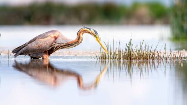 Purple Heron in the lake