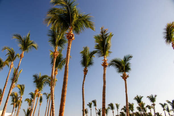 istock How many Palm Trees and blue sky photos are there? 1678948773