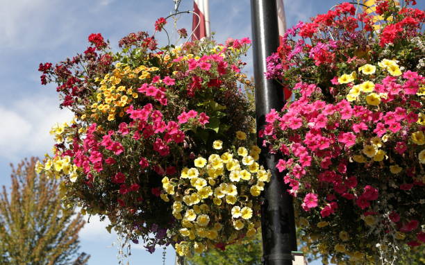 istock Hanging Baskets in Maple Ridge, British Columbia, Canada 1678950930