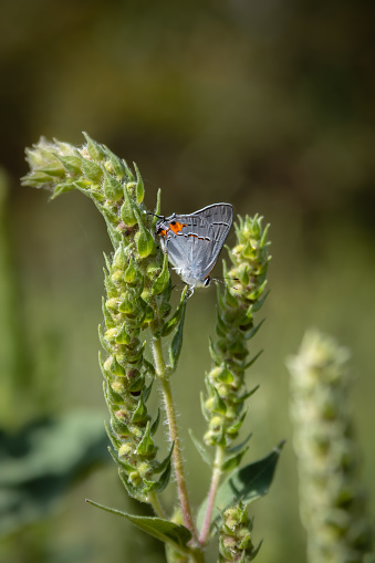 Gray Hairstreak Butterfly in profile on a green plant.
