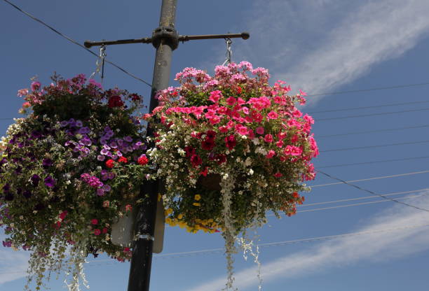 istock Pair of Hanging Baskets in Maple Ridge, Canada 1678952583