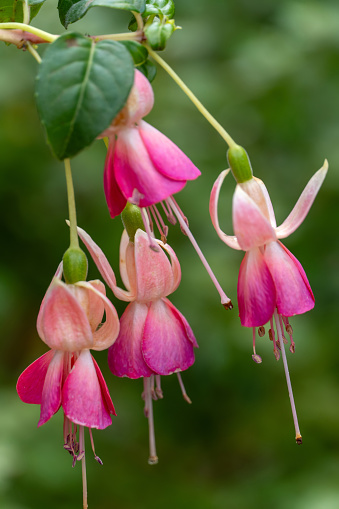 Septembre 2023: Close-up of pink- colored Fuchsia Flowers