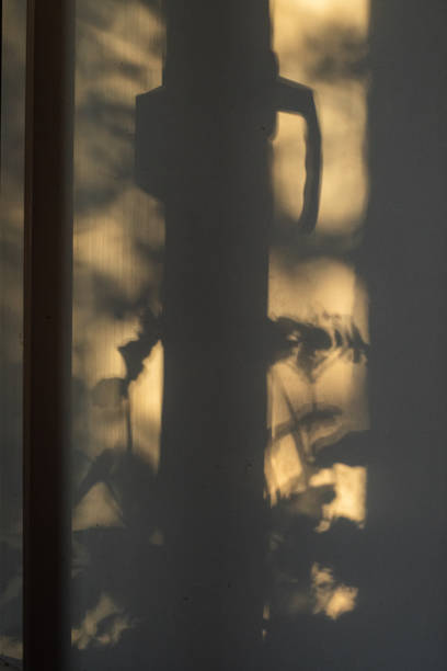 istock Shadow of house plants on the windowsill on white wall. 1678955154