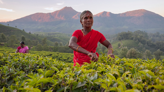 Tamil women collecting tea leaves in Southern India, Kerala. India is one of the largest tea producers in the world, though over 70% of the tea is consumed within India itself.