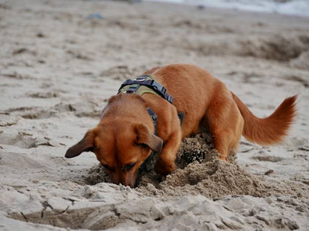 istock Dog digging in the sand 1678964788