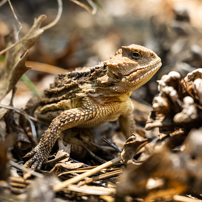 Face of Horned Lizard with tiny scales as it pauses from scurrying across the desert floor