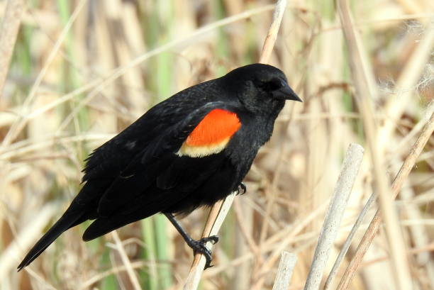 istock Red-winged Blackbird (Agelaius phoeniceus) Common North American Bird 1679009361