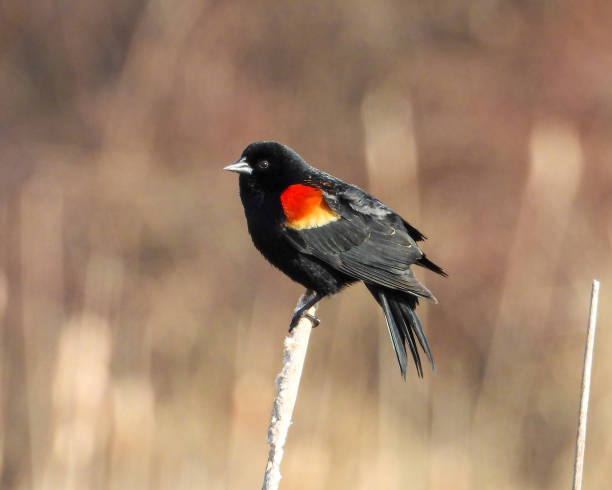 istock Red-winged Blackbird (Agelaius phoeniceus) Common North American Bird 1679009875