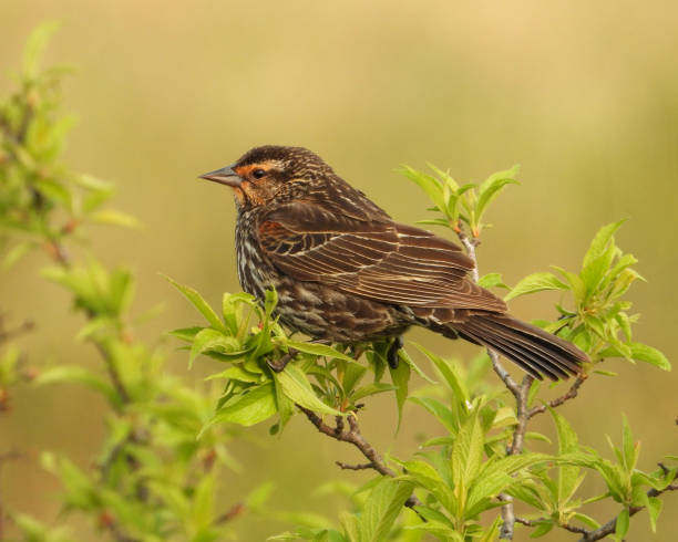 istock Red-winged Blackbird (Agelaius phoeniceus) Common North American Bird 1679009878