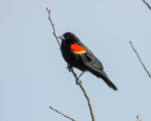 istock Red-winged Blackbird (Agelaius phoeniceus) Common North American Bird 1679009879
