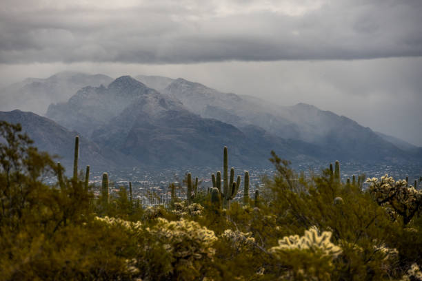 Morning Snow Falls On The Rincon Mountains in Saguaro National Park