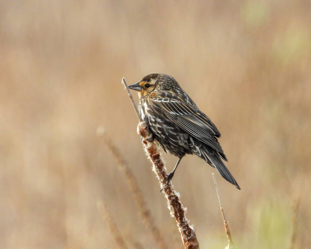 istock Red-winged Blackbird (Agelaius phoeniceus) Common North American Bird 1679011433