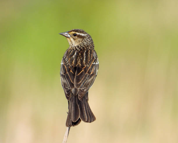 istock Red-winged Blackbird (Agelaius phoeniceus) Common North American Bird 1679012180