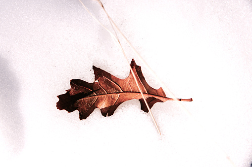 Horizontal high angle closeup photo of a brown Oak leaf and dried grass stems on the snow covered ground in Winter near Santa Fe, New Mexico.