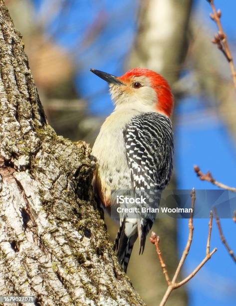 Redbellied Woodpecker North American Bird Stock Photo - Download Image Now