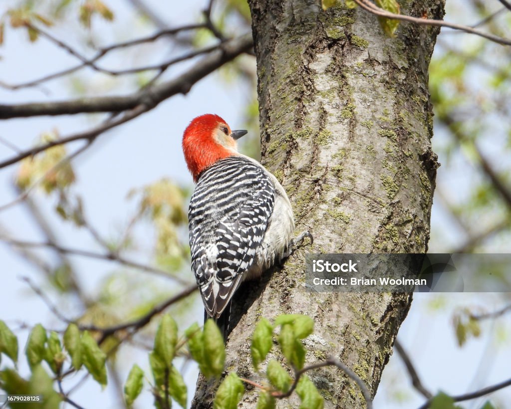 Red-bellied Woodpecker (Melanerpes carolinus) North American Bird Animal Stock Photo