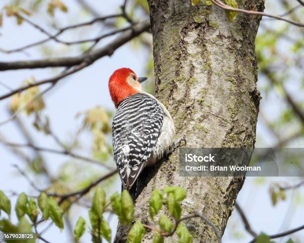 Redbellied Woodpecker North American Bird Stock Photo - Download Image Now