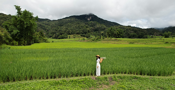 Aerial view of a Vietnamese in a white dress working in a green rice field in the valley