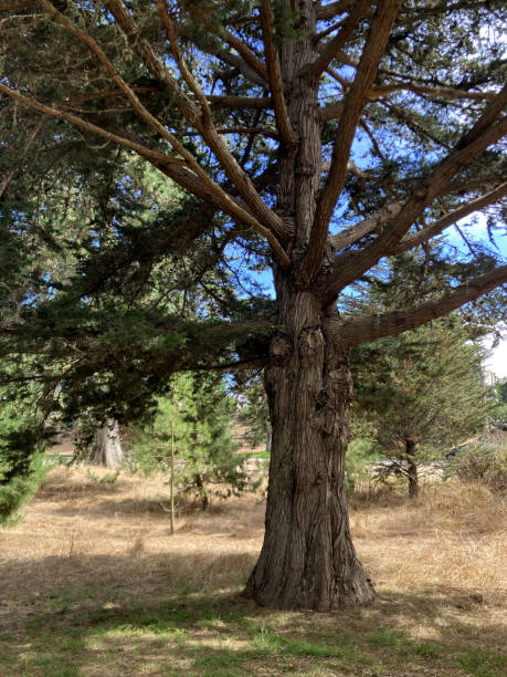 istock Tree and landscape 1679029735