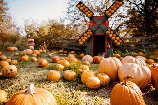 Pumpkin patch with windmill full of pumpkins. Decorating pumpkin patch background