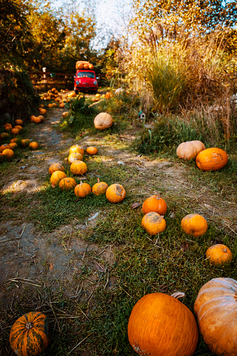 Pumpkin patch field background, vertical image