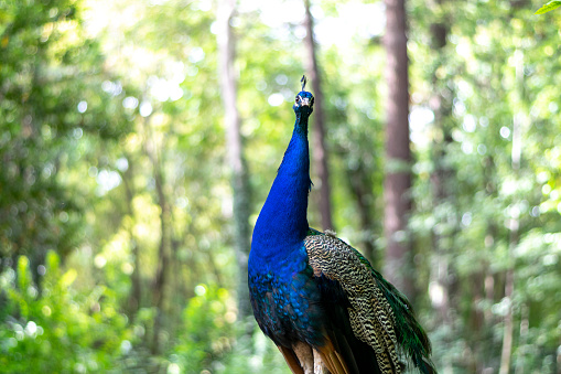 A brightly colored peacock stands on a leafy forest of a public park in the city - Campo Grande - Valladolid on a summer day - Spain