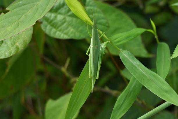 istock A smaller longheaded locust (Atractomorpha lata). Orthoptera Pyrgomorphidae 1679088051