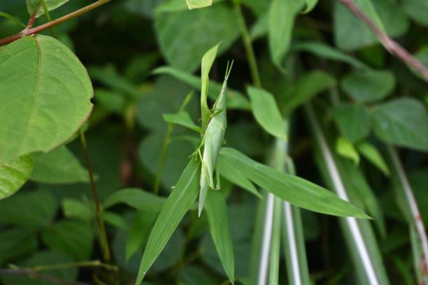 istock A smaller longheaded locust (Atractomorpha lata). Orthoptera Pyrgomorphidae 1679088054