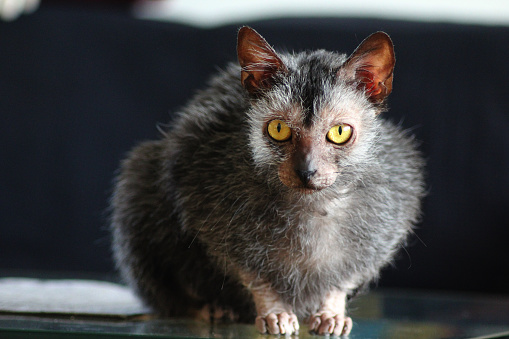 A grey Lykoi cat sitting on a table