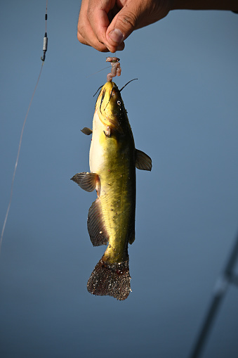 A close up of a catfish hanging on a fishing line before it released back into the river