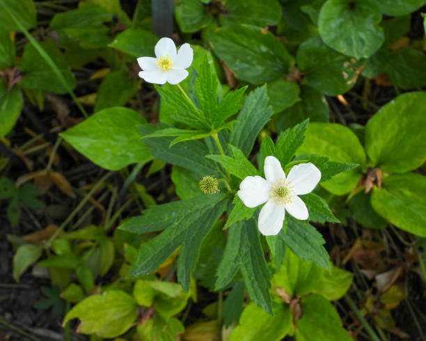 istock Anemone canadensis (Canada Anemone) Native North American Prairie Wildflower 1679107689