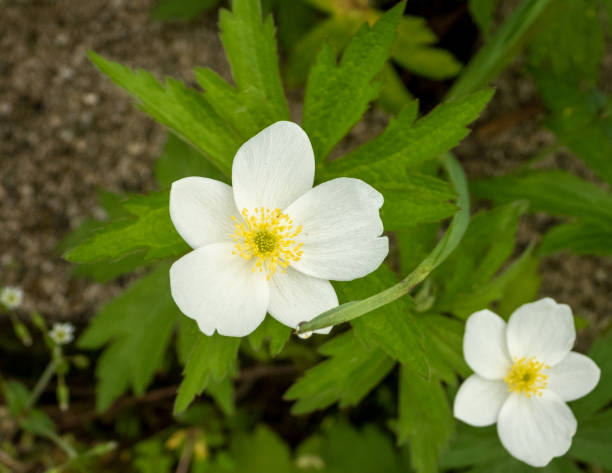 istock Anemone canadensis (Canada Anemone) Native North American Prairie Wildflower 1679110250