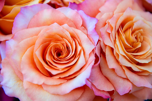 This is a close up of a multi colored rose flower.