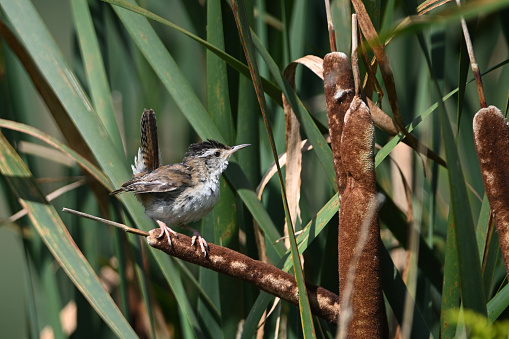 Summer scene of a Marsh Wren bird perched on a cattail in a marsh