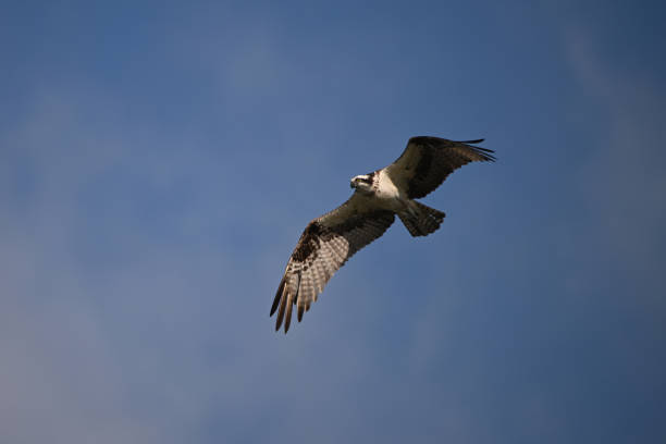istock Adult Osprey in flight 1679127496