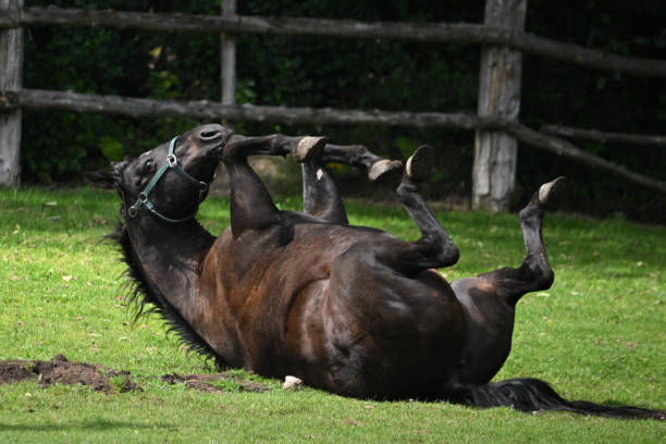 Horse rolling in summer pasture