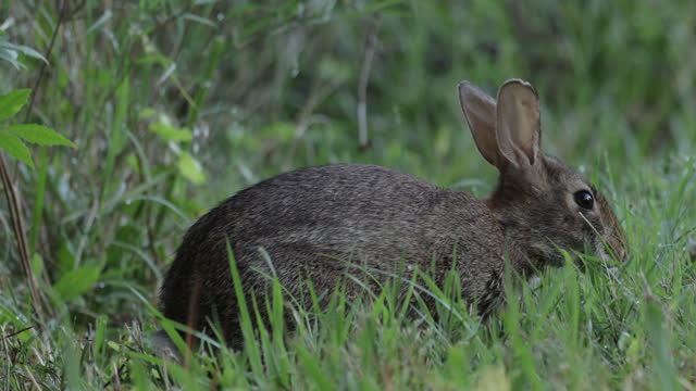 Eastern Cottontail, Texas