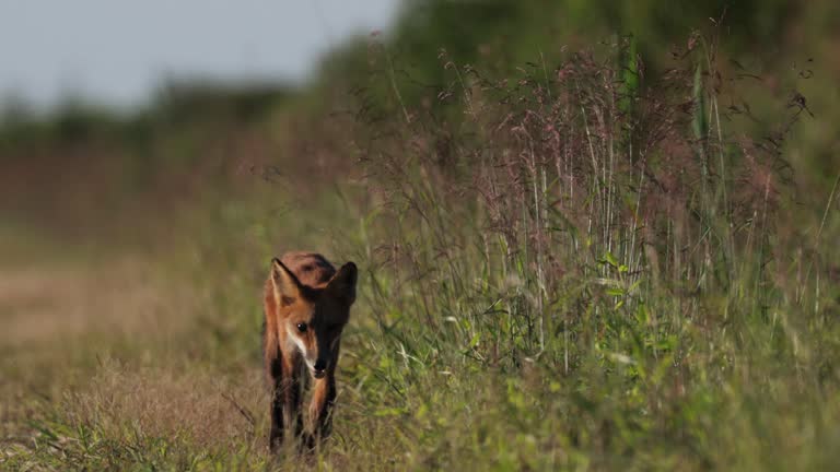 Red Fox, Bombay Hook National Wildlife Refuge, Delaware