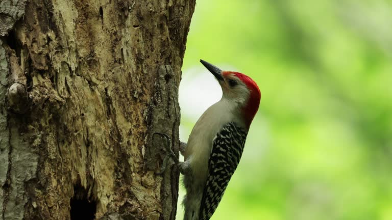 Red-bellied Woodpecker, Washington DC