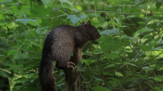 Black squirrel, Virginia