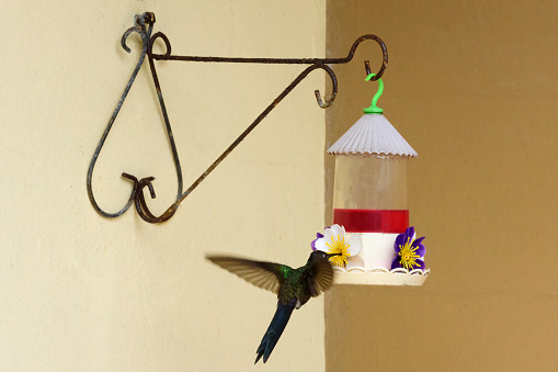 Hummingbird of the species Eupetomena macroura found in southeastern Brazil feeding at a birdbath